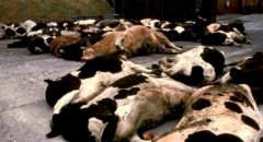 中国人餐桌上的日